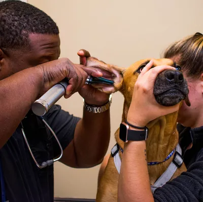 thecommunityvet.com's icon