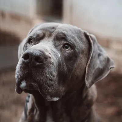 tierheim-beuern.com's icon
