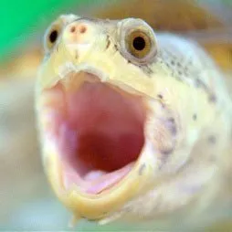 tikup.me's icon
