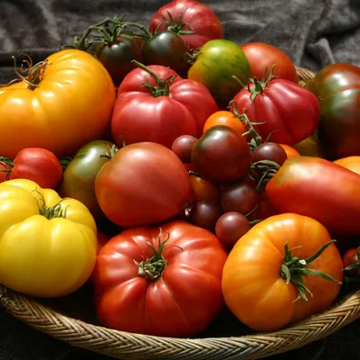tomatofest.com's icon