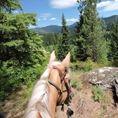 trailmeister.com's icon
