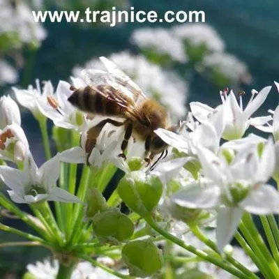 trajnice.com's icon