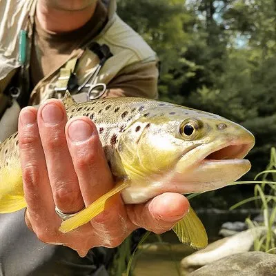 troutbitten.com's icon
