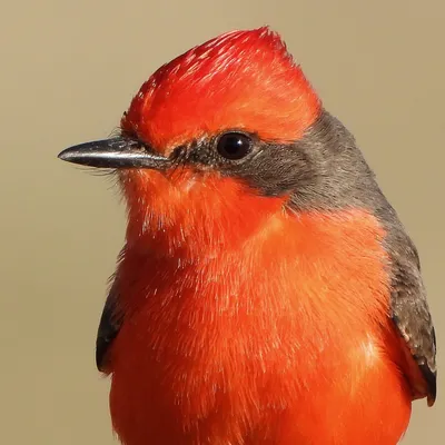 tucsonbirds.org's icon