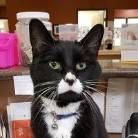 tumwaterveterinary.com's icon