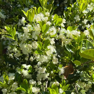 veliyathgarden.com's icon