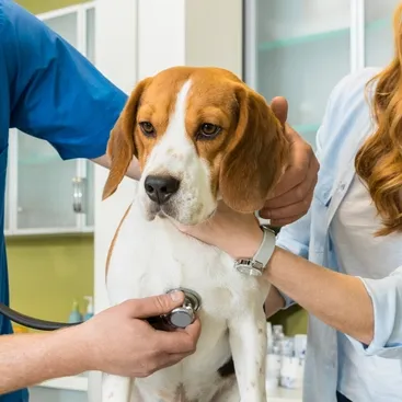 vetspetclinic.com's icon