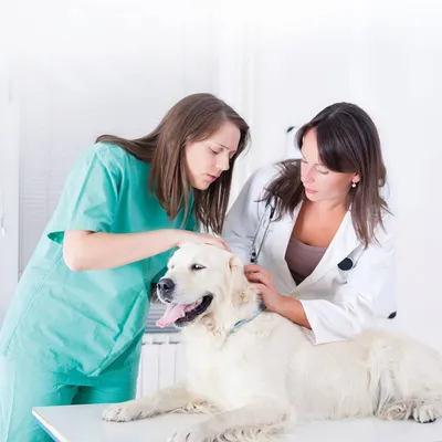vetstaff.co.nz's icon