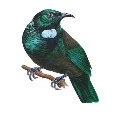 wairakeigolfcourse.co.nz's icon