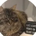 wasabih.com's icon