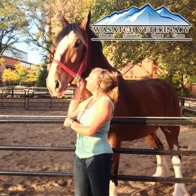 wasatchveterinary.com's icon