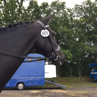 wellgrovestables.co.uk's icon