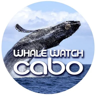 whalewatchcabo.com's icon