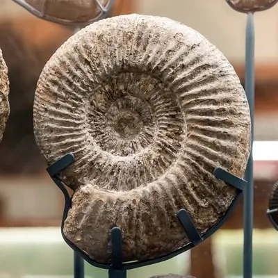 whitbymuseum.org.uk's icon