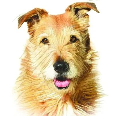 whole-dog-journal.com's icon
