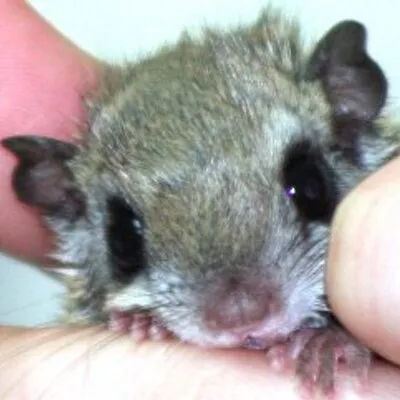 wildlifeincrisis.com's icon