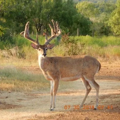 wilsonwhitetails.com's icon