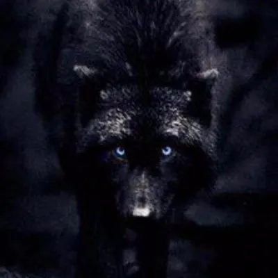 wolfcomaus.com's icon