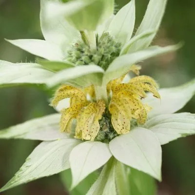 Garden Support Volunteer Opportunity Image