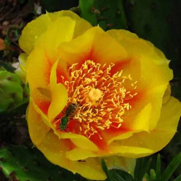 Greenhouse Volunteer Opportunity Image