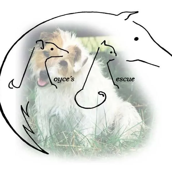Animal Foster Volunteer Opportunity Image