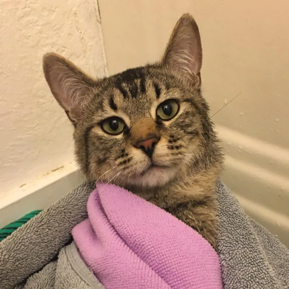 Volunteer at Wobbly Cat Rescue Opportunity Image