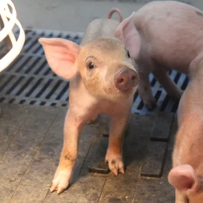 yorkstatefair.com's icon