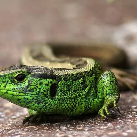 Zwinka sp. z o.o.