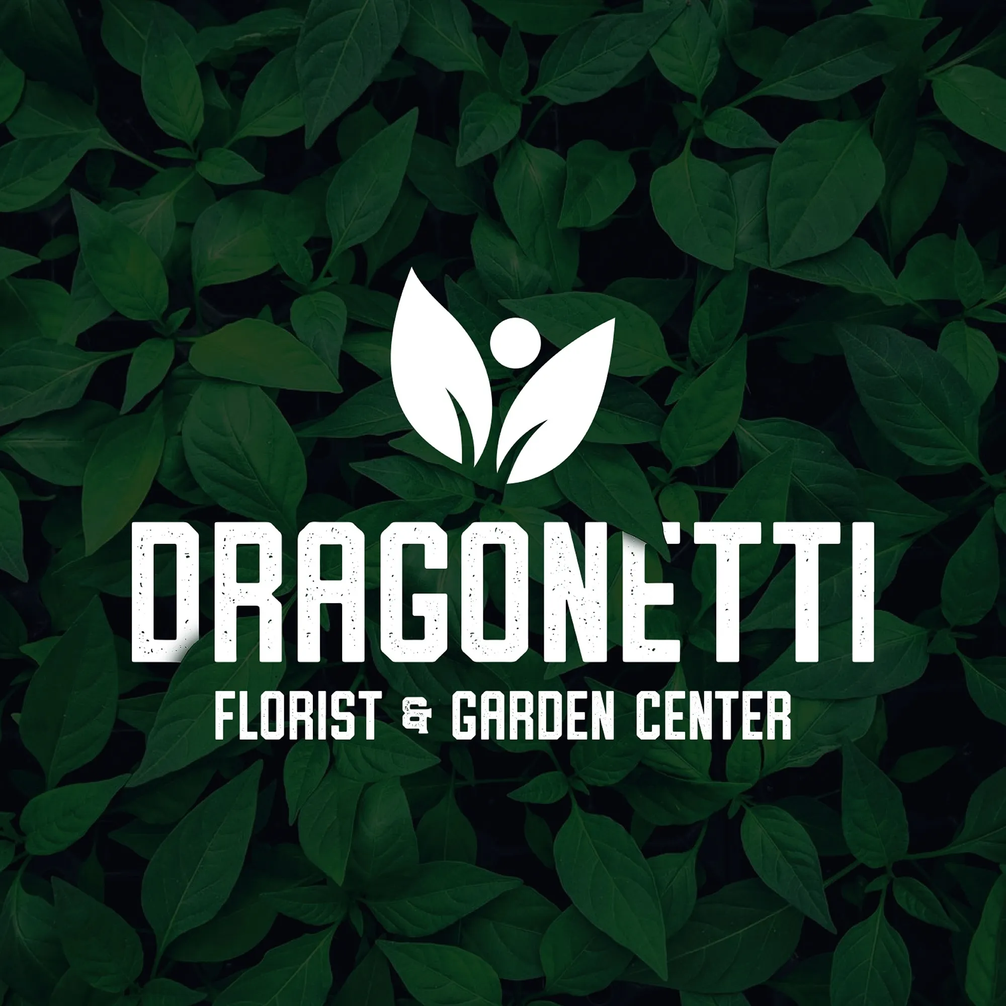 Dragonettiflorist