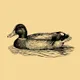 Duckhorn Wine Company logo