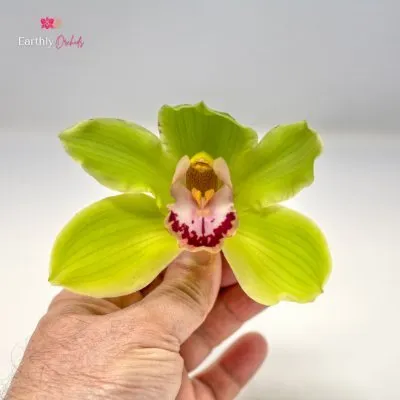 Earthlyorchids