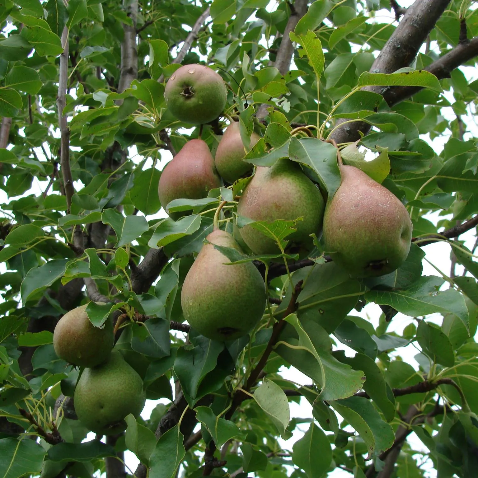Easthilltreefarm