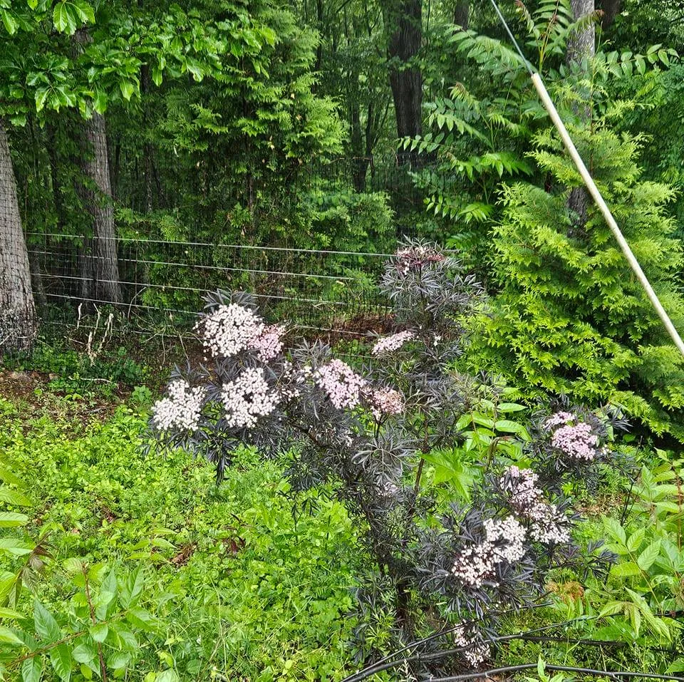 Ediblelandscaping