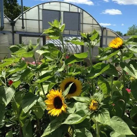 Fantasticgardensofli