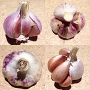 Filaree Garlic Farm Logo