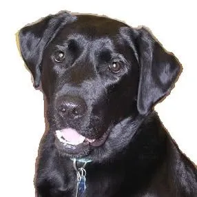 company_logo