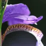 Logo B&B Fleur de Lit