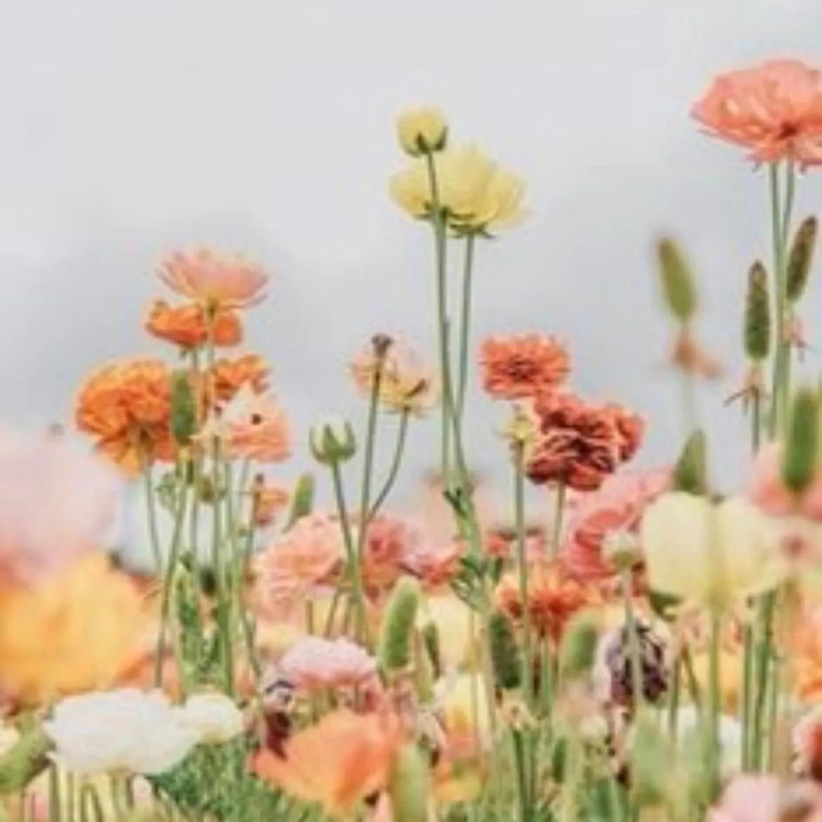 Flowersbyemily