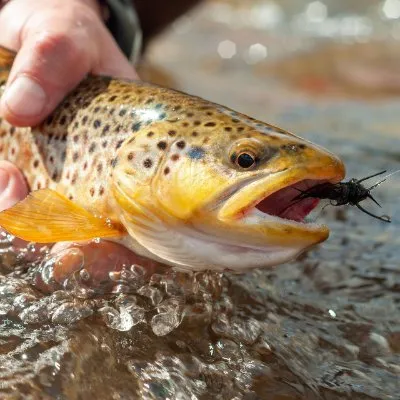 Fly Fishing Outfitters