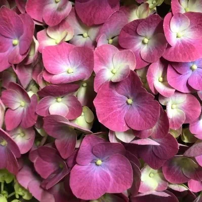 Foleysfloristandgifts