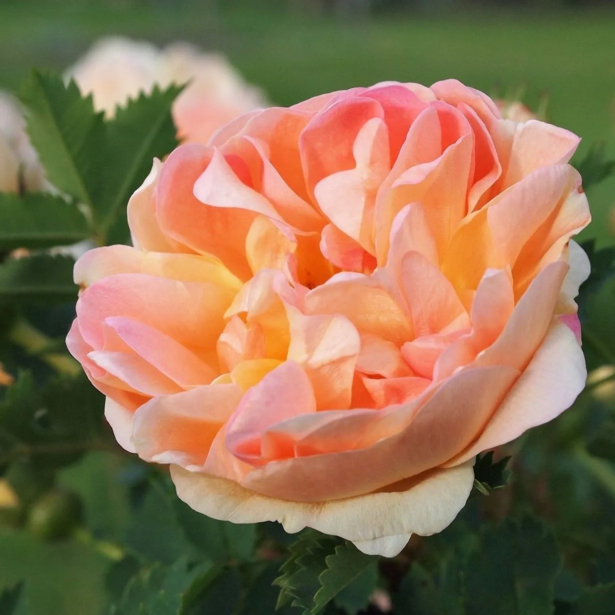 Fraservalleyrosefarm
