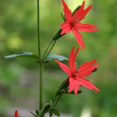Gardensoftheblueridge