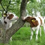 Logo Genneper Hoeve