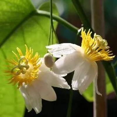 Gkplants