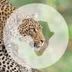 go2africa logo