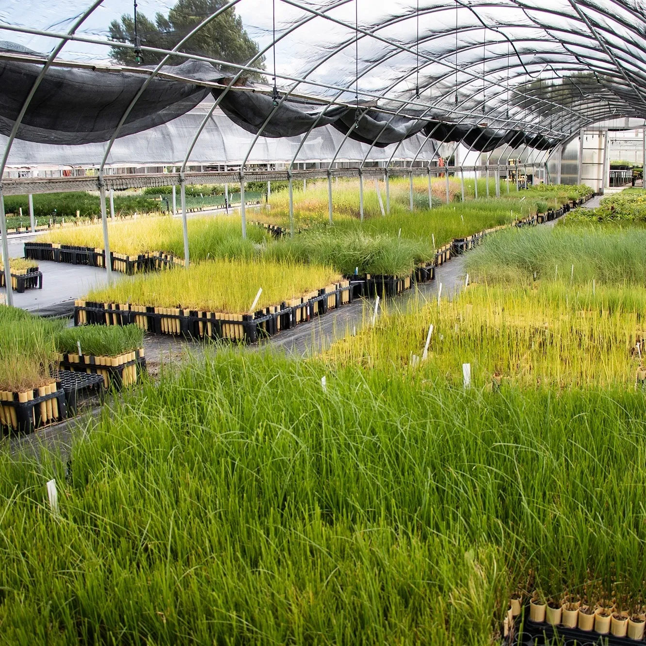 Greatbearnativeplants