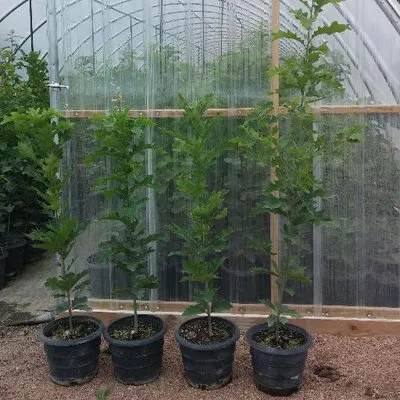 Greatplainsnursery