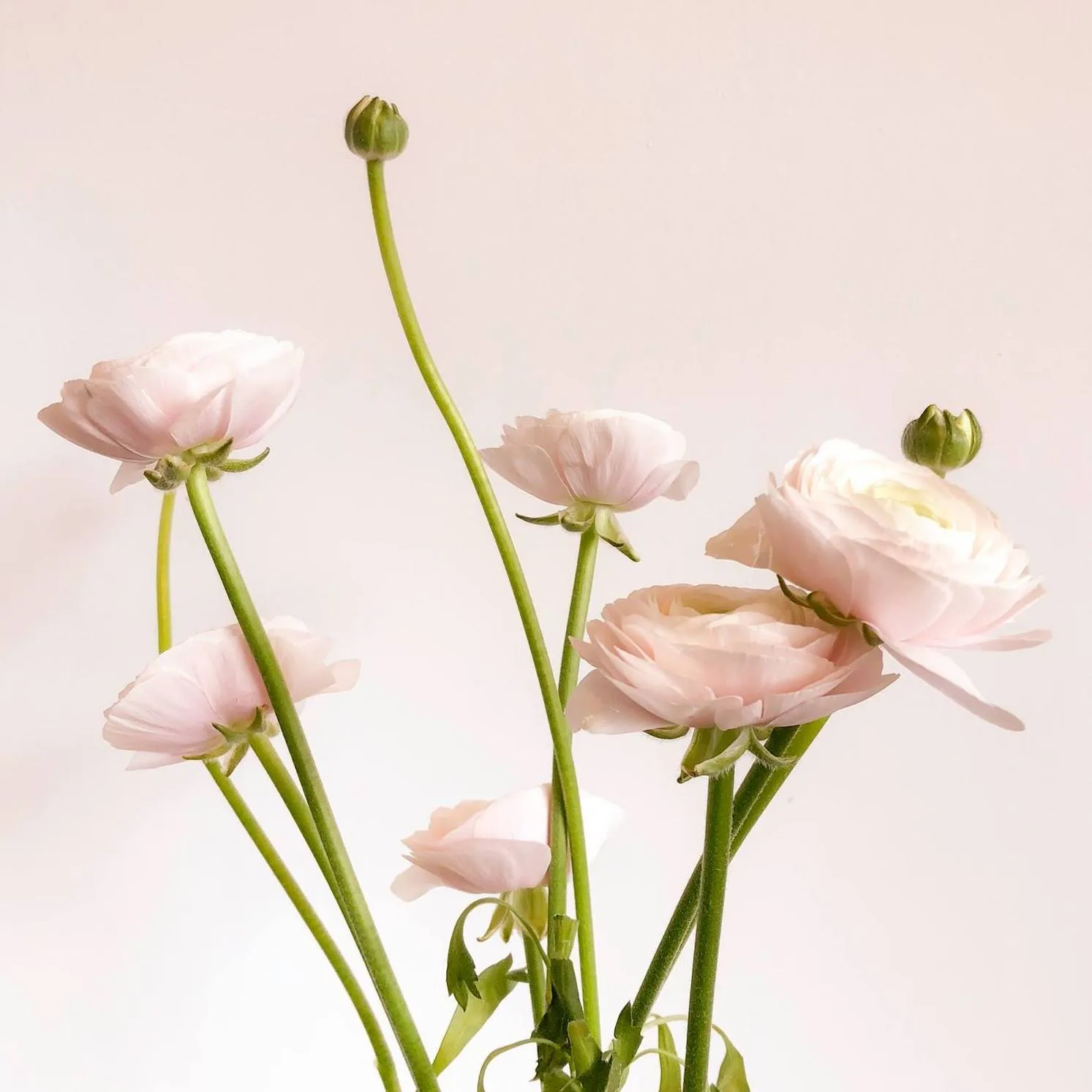 Greenmeadowsflorist