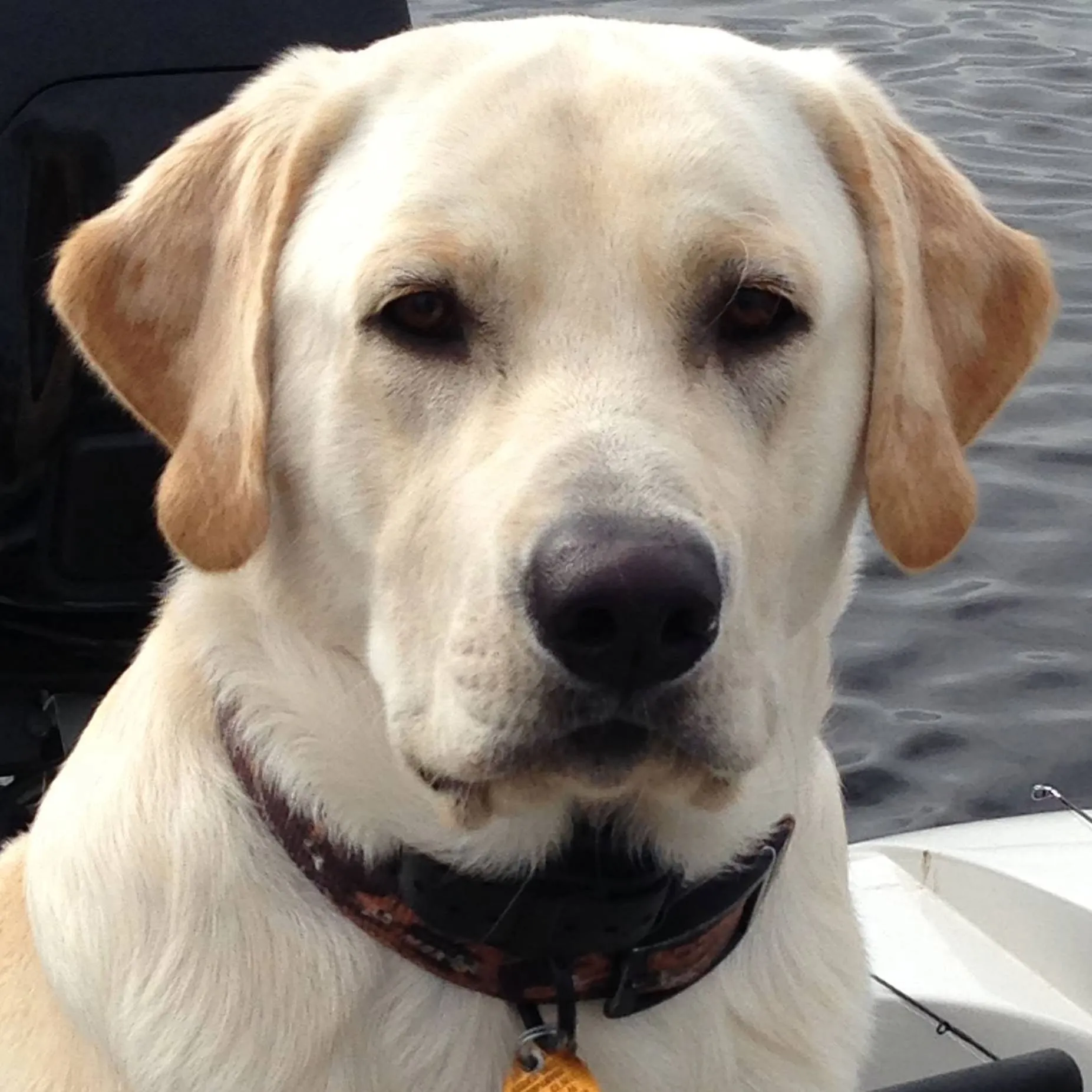 Gun Dog Outfitter