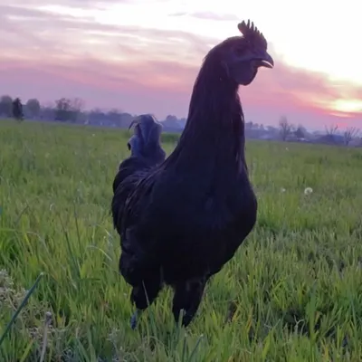Gypsyshoalsfarm